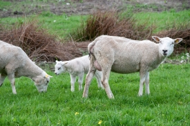  three sheep eating grass on farm holland