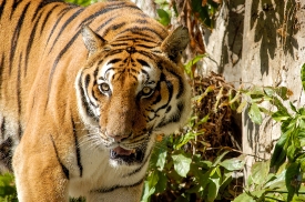  tiger walking in plants is listed as Endangered