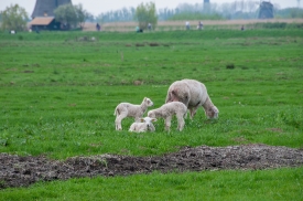  two lambs on sheep farm holland