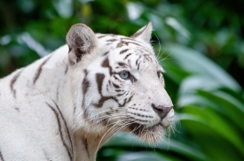  white tiger closeup face