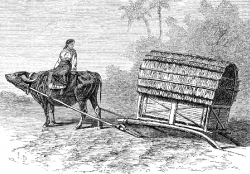 A buffalo drawn cart used for transportation