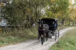 A horse-drawn Amish buggy journeys down a country road at Yoders