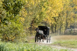 A horse-drawn Amish buggy journeys down a country road at Yoders
