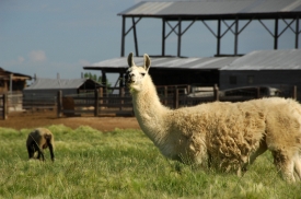 A llama grazes with a herd of sheep