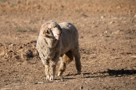a lone domestic sheep