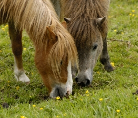A rare breed of pony, the Kerry Bog Pony grazing on grass.