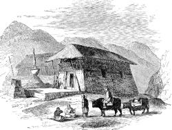 addle-oxen in the Himalayas Historical Illustration