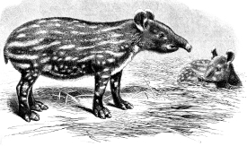 adult and baby bairds tapir illustration