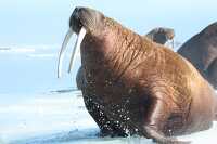 Adult female walrus on ice floe