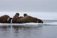 Adult female walruses on ice floe with young