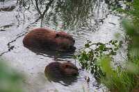 adult juvinelle beaver photo