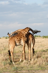 african reticulated giraffes wildlife in grasslands kenya