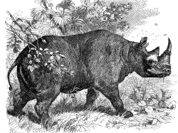 african rhinoceros illustration