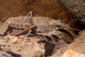Allegheny crayfish in stream