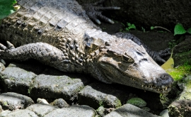 Alligator Bali Reptile Park Image 6241A