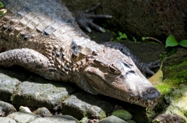 Alligator Bali Reptile Park Image 6244