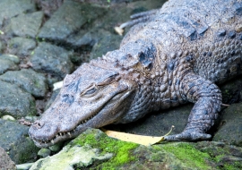 Alligator Bali Reptile Park Image 6248