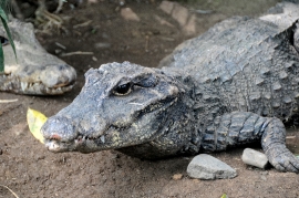Alligator Bali Reptile Park Image 6308A
