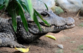 Alligator Bali Reptile Park Image 6325A