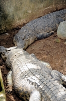 Alligator Bali Reptile Park Image 6355A