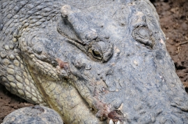 Alligator Bali Reptile Park Image 6361