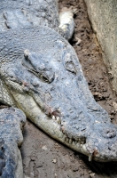 Alligator Bali Reptile Park Image 6363A