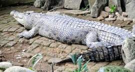 Alligator Bali Reptile Park Image 6370A
