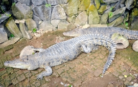 Alligator Bali Reptile Park Image 6387A