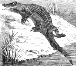 alligator sitting on shoreline illustration