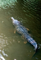 Alligator Swimming in Water singapore zoo 7665