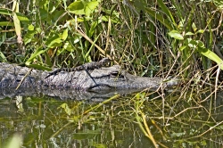 Alligator-and-young-in-florida-everglades