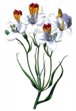 alstroemeria flower illustration