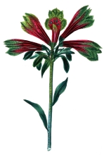 alstroemeria flower illustration 41A