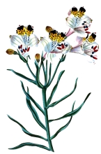 alstroemeria flower stem illustration
