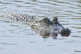 American alligator floating in water