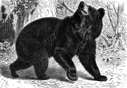 american black bear animal historical illustration