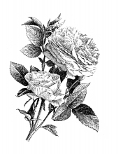 American Rose Black and White Illustrated Clipart