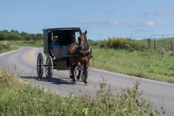 amish boy in an old fashioned black buggy