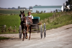 Amish man riding in his horsecart on a country road
