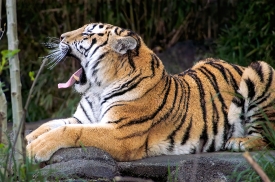 amur tiger mouth open shows teeth photo 