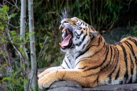 amur tiger Panthera tigris tigris shows sharp teeth