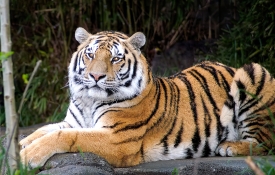 amur tiger sitting on rock photo 7465