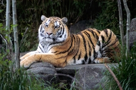 amur tiger sitting on rock surroundied by trees