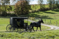 An Amish horse buggy and rider or riders clip-clop down a countr