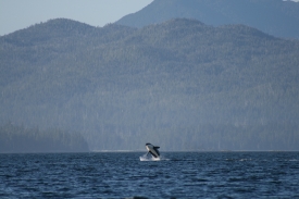 An orca in Craig Tongass National Forest