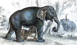 Animal Illustration Baby Elephant With Mother