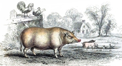 Animal Illustration Domestic Pig