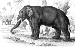 Animal Illustration Elephant Of India