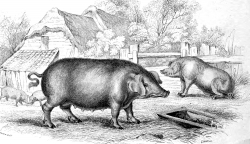 Animal Illustration Farm Animals Pig