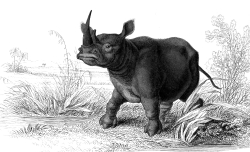 Animal Illustration Flatnose Rhinoceros